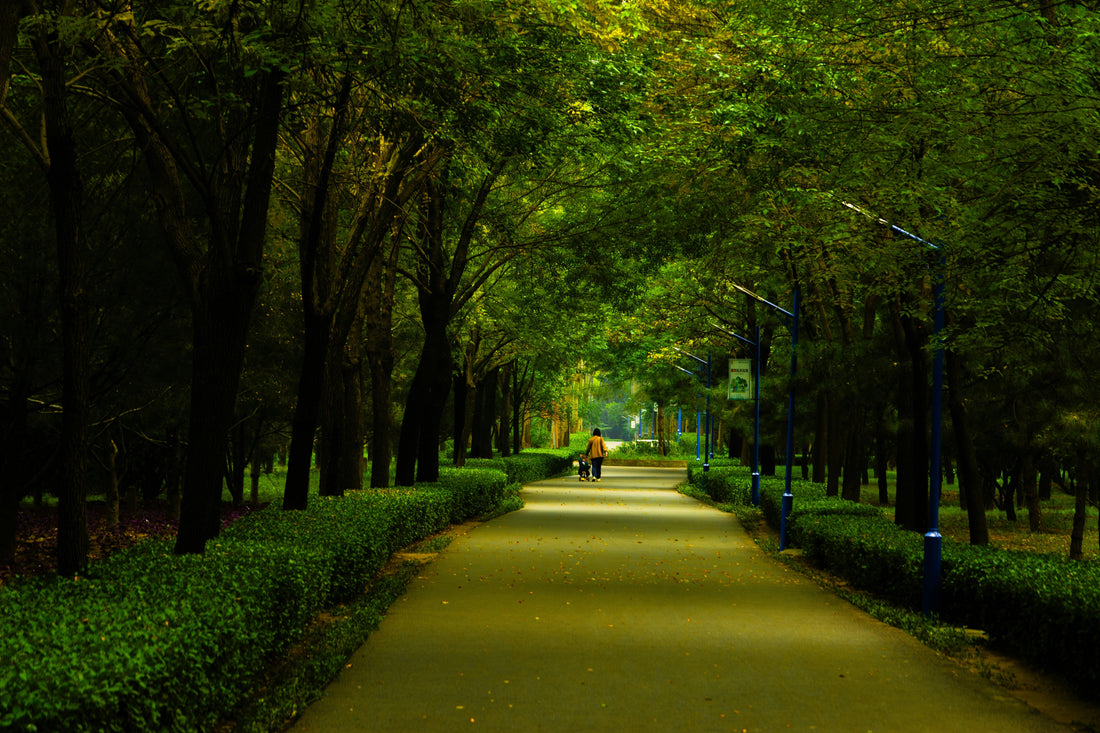 Magic of a nature walk