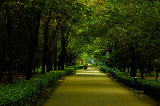 Magic of a nature walk